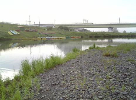 ルアーでバスフィッシング 多摩川の雷魚